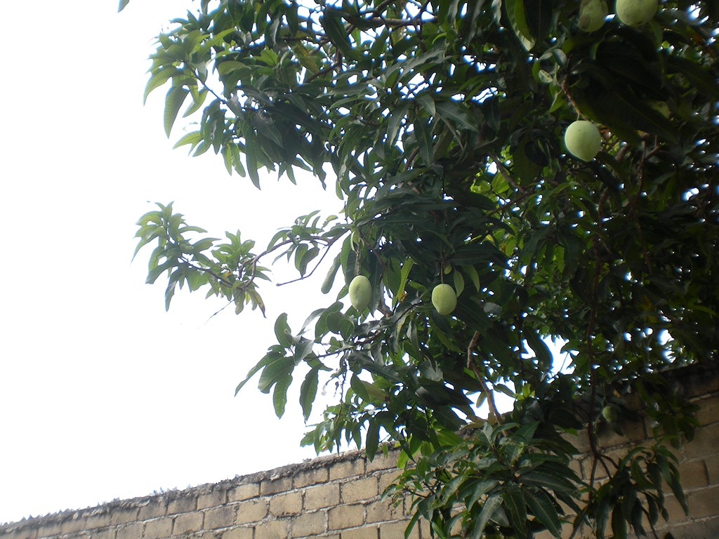 Mango Tree at Muntok Graveyard